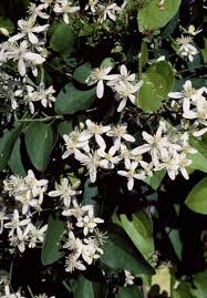 In the north, you can often buy this low maintenance vine as a patio plant that doesn't mind spending the winter indoors in a cool location. 20 Best Flowering Vines 2021 Beautiful Wall Climbing Plants