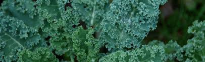Kale can be grown indoors if you can mimic the light and temperature requirements of an outdoor setting. Grow Your Own Baby Kale Indoors Melinda Myers