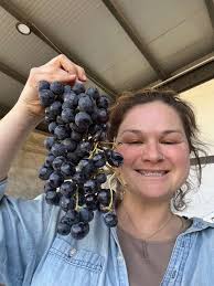 Hannah Schaefer is following her passion for wine