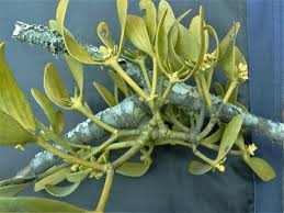 Image result for Viscaceae