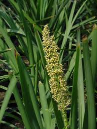 Image result for Motandra