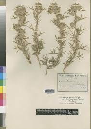 Image result for Launaea rarifolia