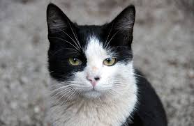 Definitely try this name out for a male cat who is adventurous and really social with their personality. Black And White Cat Names 59 Awesome Names For Your Cat
