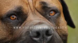 What is a rottweiler mix? Rottweiler Vs Boerboel A Battle Of Big Dogs Youtube