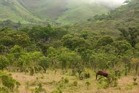 Image result for Walleria nutans