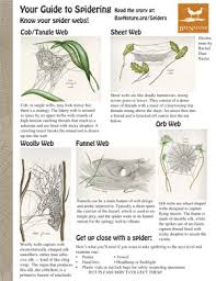 How To Recognize Spiders By Their Webs Bay Nature Magazine