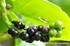 Image result for Basella alba