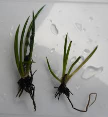 Image result for Isoetes rwandensis