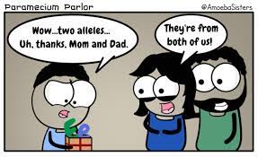 See a recent post on tumblr from @amoebasisters about alleles. Amoeba Sisters On Twitter 2 The Order Alleles Are Written In For The Child Don T Correspond To A Specific Parent Meaning The First Allele In Child S Genotype Could Be From Parent 1