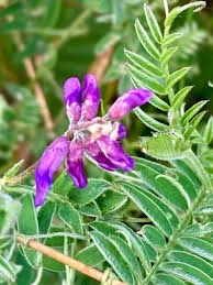 Image result for Vicia villosa