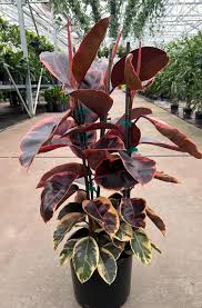 Image result for Ficus elastica