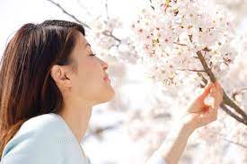 桜の花の匂いを嗅ぐ女性 11038000104 写真素材 ストックフォト イラスト素材 アマナイメージズ 桜の花 イラスト 花
