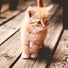 See more ideas about cat wallpaper, cute cat wallpaper, cute cat. Https Encrypted Tbn0 Gstatic Com Images Q Tbn And9gcrz Erpyyuvqrjgan Dyjinlezxlxaz2kt0ob6efvx Fw2c5igc Usqp Cau