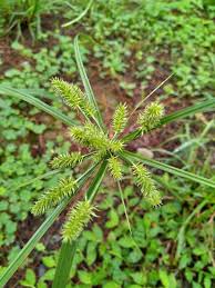 Image result for Cyperus cyperoides