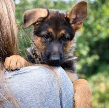 German shepherd puppy greets newborn chicks. Miniature German Shepherd 11 Pocket Sized Facts You Need To Know Perfect Dog Breeds