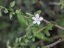 Image result for Hibiscus micranthus