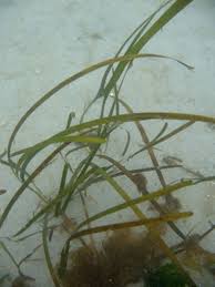 Image result for Zostera
