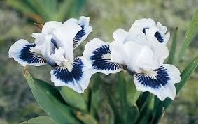 Ice And Indigo Dwarf Bearded Iris Iris Flowers Bearded Iris Iris Garden