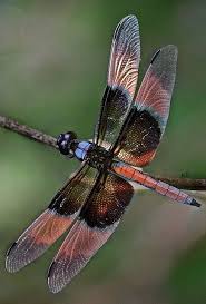 Black And Yellow Dragonfly California Dragonfly Dragonfly Colorful Dragonfly Damselfly