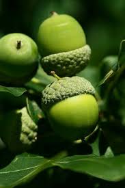 R O B I N A K R I S T Green Aesthetic Shades Of Green Green Inspiration