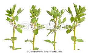 You will need to decide how many plants you want to have, and how much. Vicia Faba Broad Bean Fava Bean Or Faba Bean Cover Crop Horse Bean Flowers Isolated Set Canstock