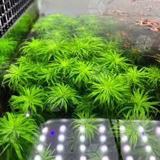 Image result for Syngonanthus