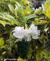 Image result for Tabernaemontana odoratissima