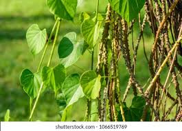 Image result for Tinospora orophila