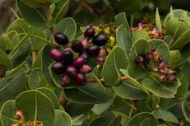 Image result for Syzygium cordatum