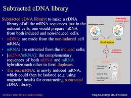Anwendung findet die cdna in der. Section I Gene Libraries And Screening I 1 Genomic Libraries Ppt Video Online Download
