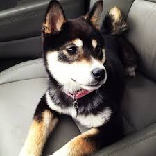 Black And Tan Shiba Inu For Sale Uk Shiba Inu Puppy Puppy Dog Photos Cute Puppies Puppies