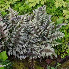 Image result for Athyrium newtonii