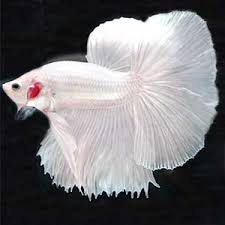 Female betta fish (4x) assorted tail types and colours (high quality). Half Moon Betta Avreus Aquatics