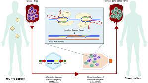 Frontiers Targeting Trim5a In Hiv Cure Strategies For The Crispr Cas9 Era Immunology
