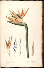 Sketch Bird Of Paradise Flower Drawing No Full Size Illustration Available 4 Botanical Drawings Botany Illustration Botanical Illustration