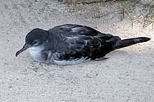 Sur twitter, les félicitations et les mots tendres pleuvent. Koh Lanta Wikipedia