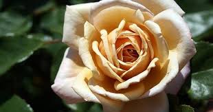 Photo Of The Bloom Of Rose Rosa Tantarra