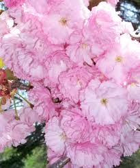 4.1 out of 5 stars 43 ratings. Royal Burgundy Japanese Flowering Cherry Bower Branch