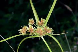 Image result for Cyperus deciduus