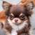Black Long Haired Apple Head Chihuahua