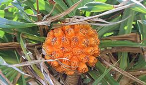 アダン の 花