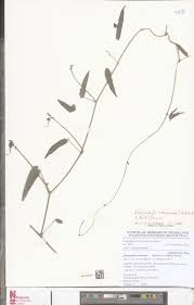 Image result for Sphenostylis