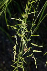 Image result for Enteropogon monostachyos