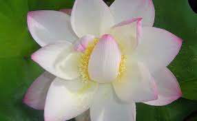 Check spelling or type a new query. Lovely Lotus Flowers Are Exotic And Easy To Grow The Courier Mail