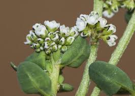 Image result for Corrigiola