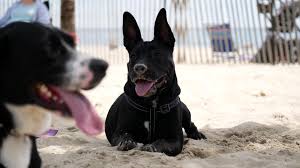 Providing a safe haven for homeless, abused and abandoned pets while they await adoption; Happy National Rescue Dog Day Here Are Some Local Dog Rescues You Should Know About