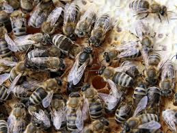 Here at lappe's bee supply, we promote successful beekeeping by. How Does The Queen Bee Control The Hive Allisons Florida Honey