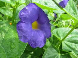 Image result for Thunbergia battiscombei