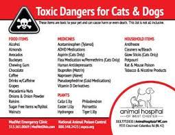 Items That Are Toxic To Dogs And Cats Foods Dogs Can Eat Natural Pet Care Healthy Dog Food Recipes