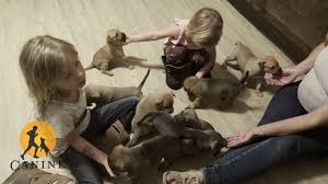 Arley was rescued from a red-tagged property with 17 other dogs where  overbreeding was rampant. She gave birth the day after we brought her into  safety. Now, she and her pups are thriving, with the ...